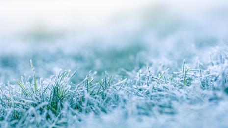 Nærbilde av rimfrost