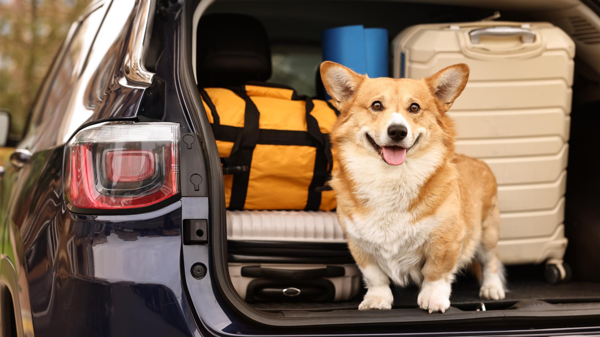 Corgi i bagasjerommet til en bil
