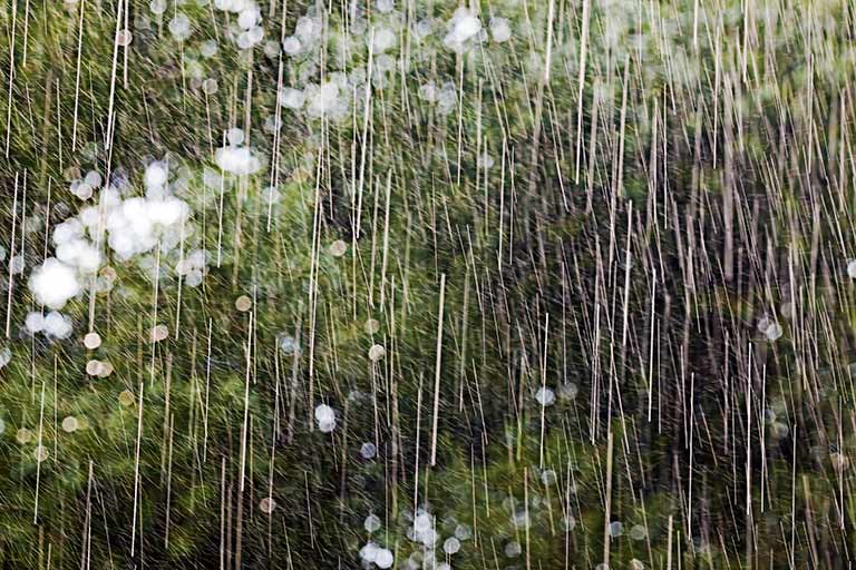 Kraftig regnbyge i grønn natur