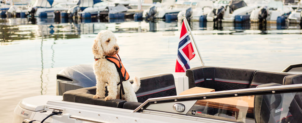 Hvit puddelblanding i motorbåt
