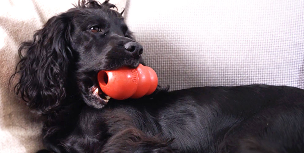 Hund som tygger på en tyggeleke