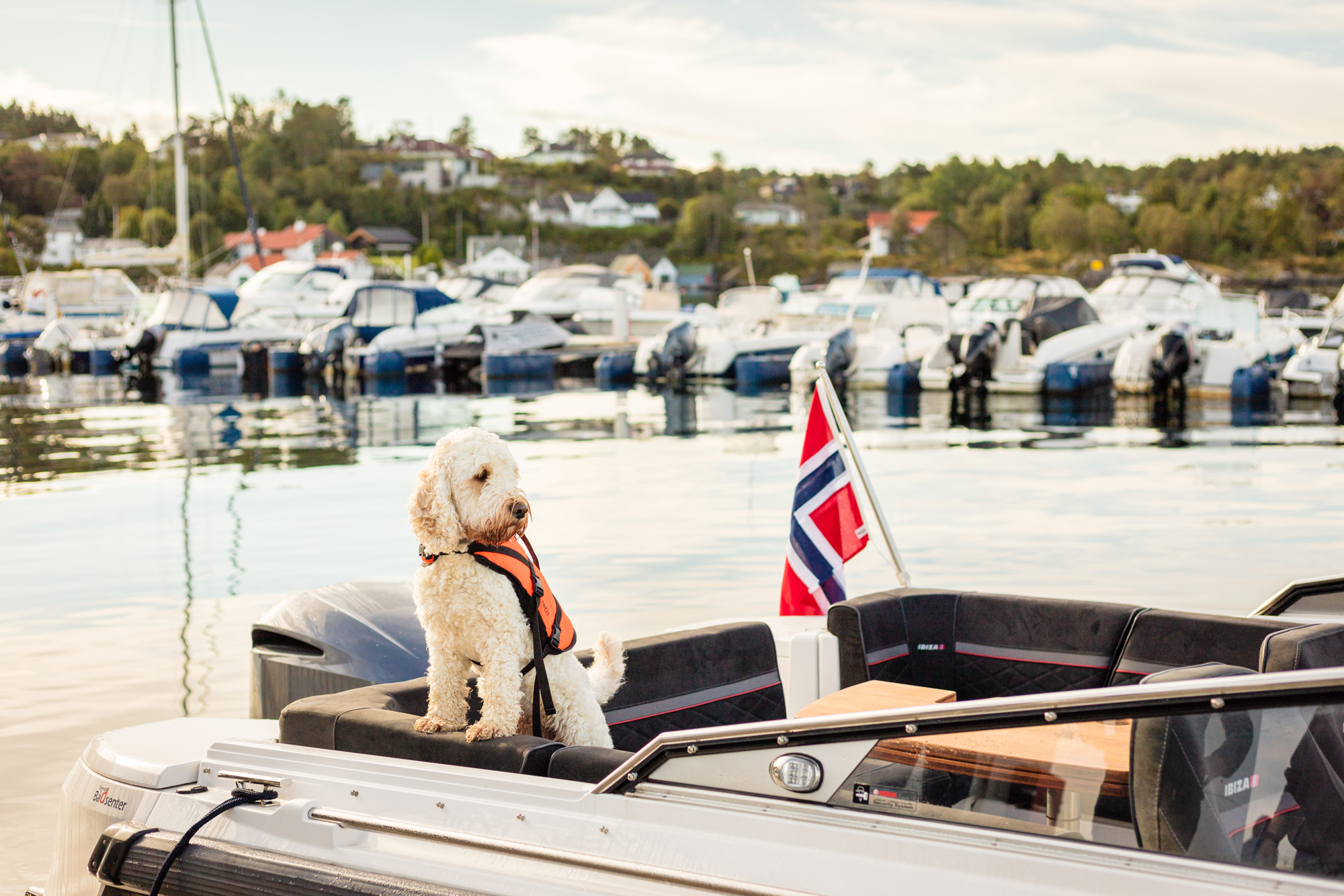 Hund på båttur