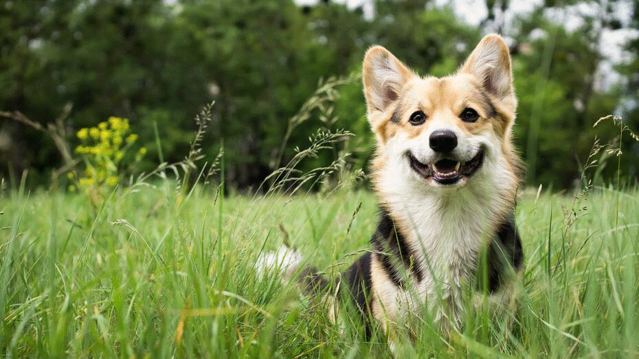 Hundeforsikring i Tryg 