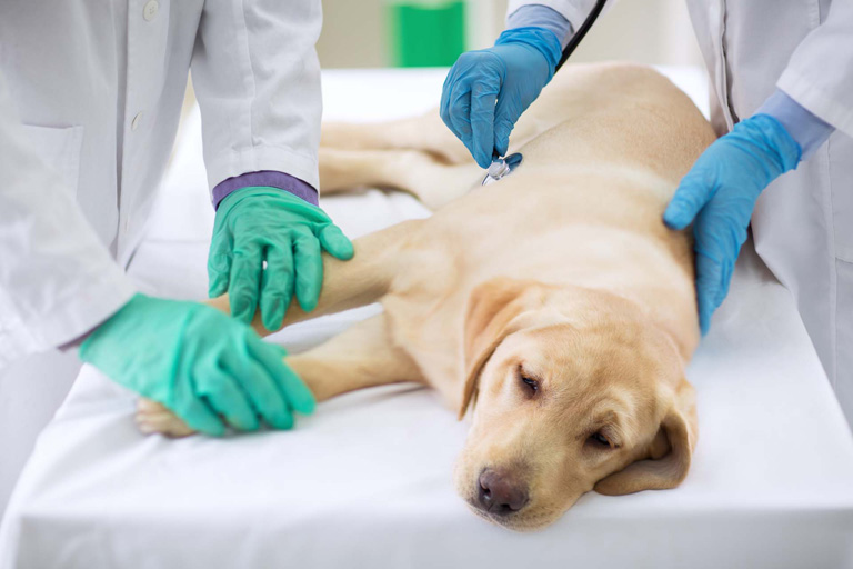 Syk hund liggende på bord hos veterinær