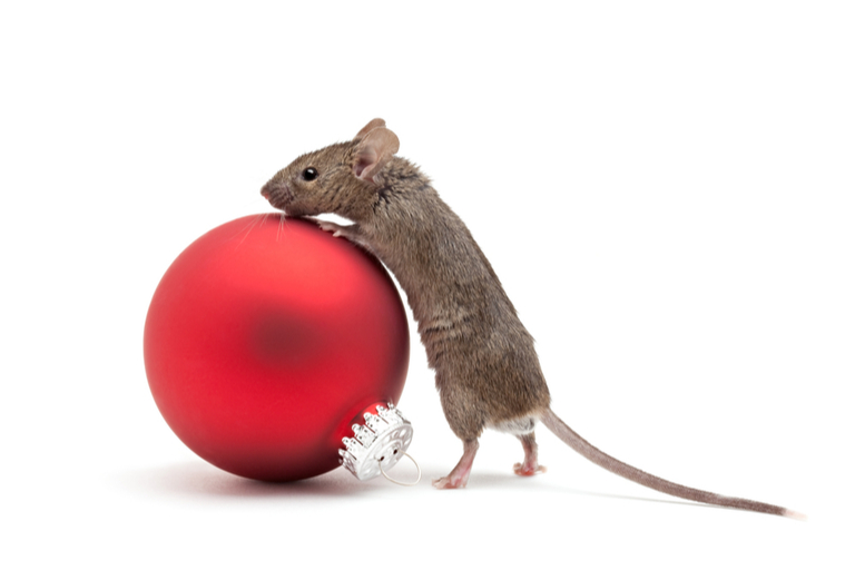 En grå mus klatrer på en rød julekule