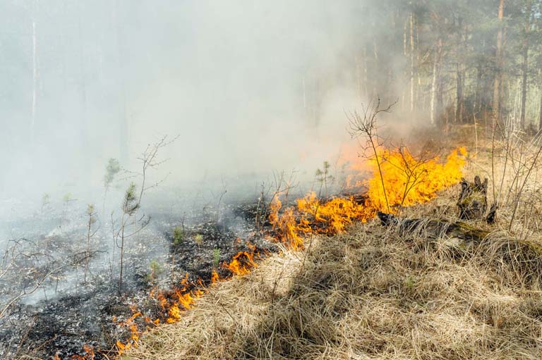 Brann i gresset i en skog