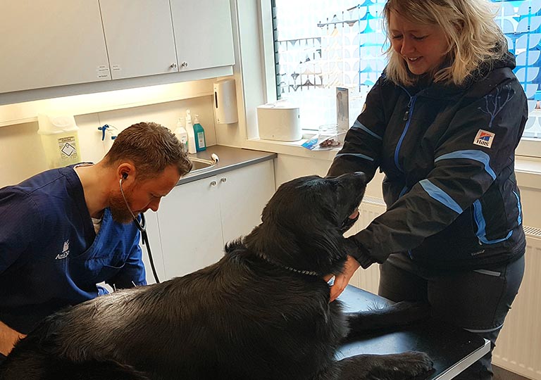 Akupunkturbehandling av hund hos veterinær