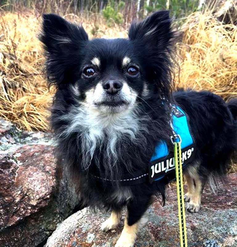 Chihuahuaen Linus på tur