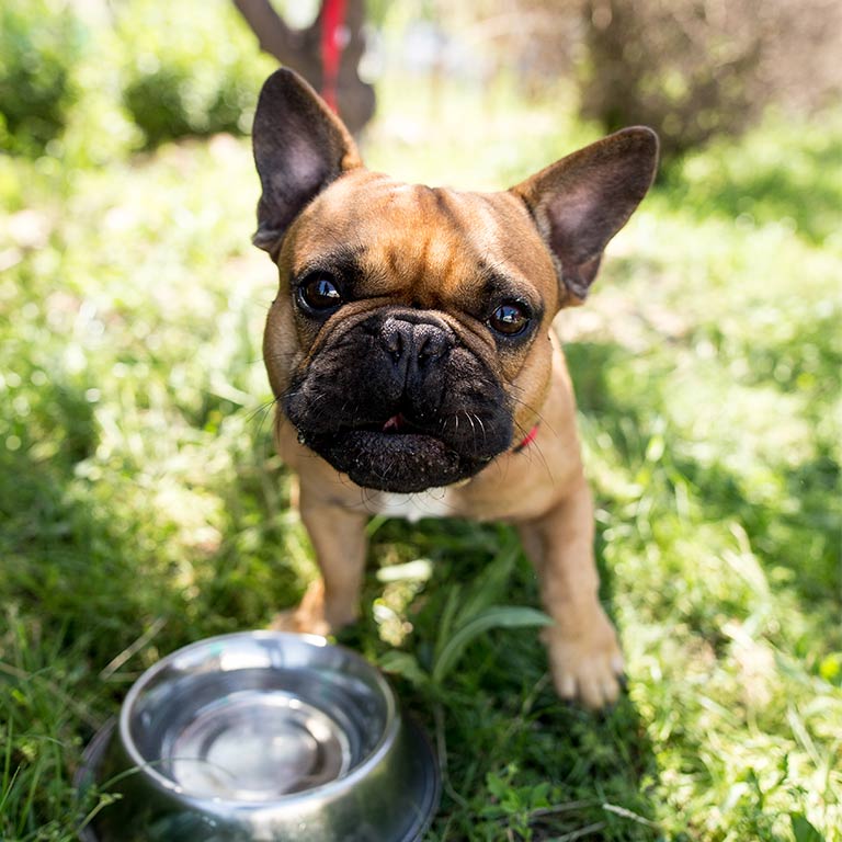 Hund og vannskål i grønn natur