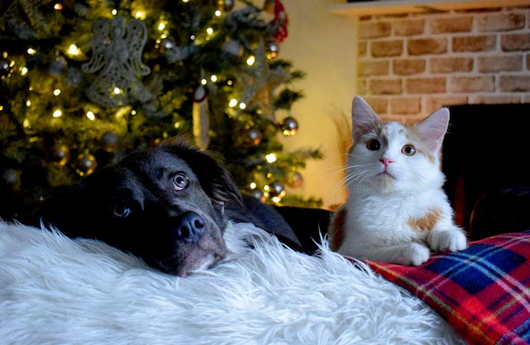 Hund og katt ligger foran et juletre.
