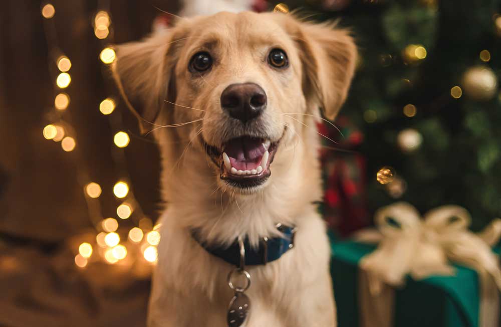 denne julematen er farlig for hunden