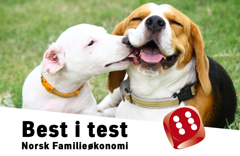 To hunder som koser. På bildet vises en sekser-terning sammen med teksten, Best i test - Norsk familieøkonomi