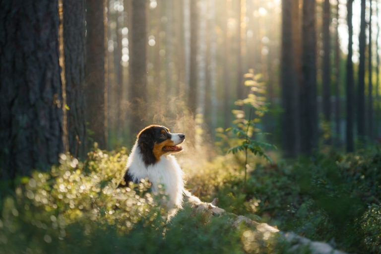 En hund ligger i lyngen i en skog