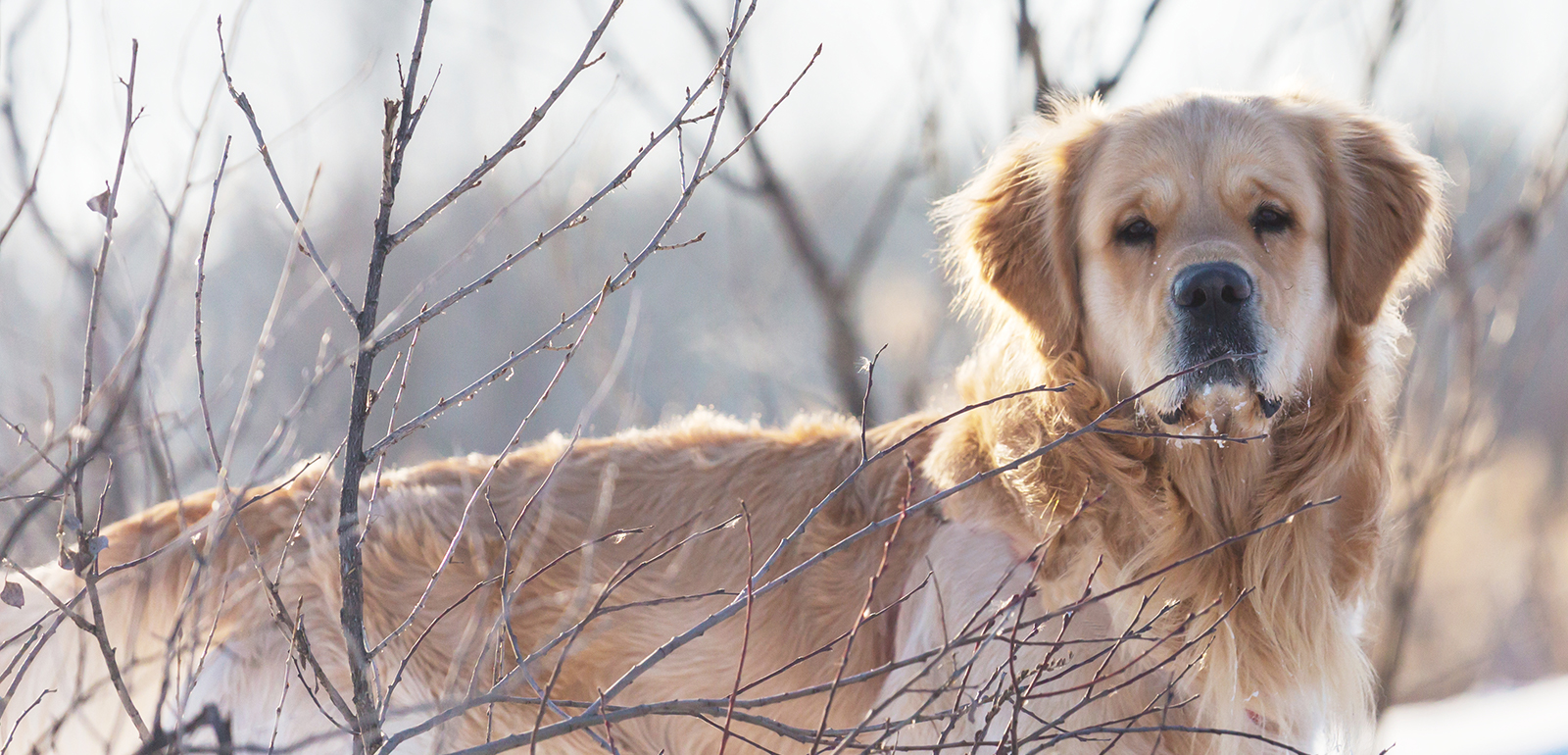 Golden Retriever ute i naturen