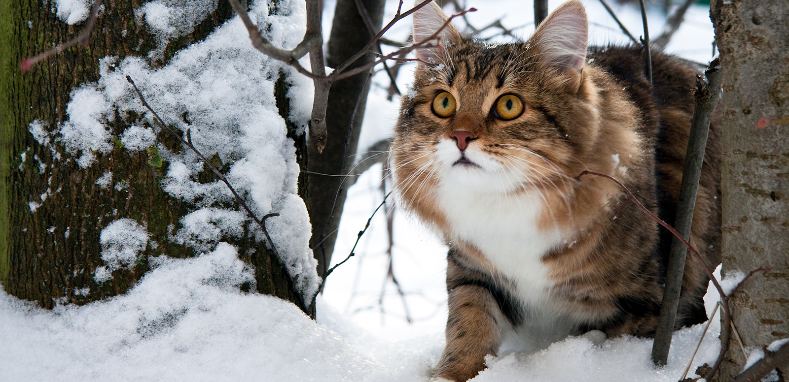 Katt i snøen