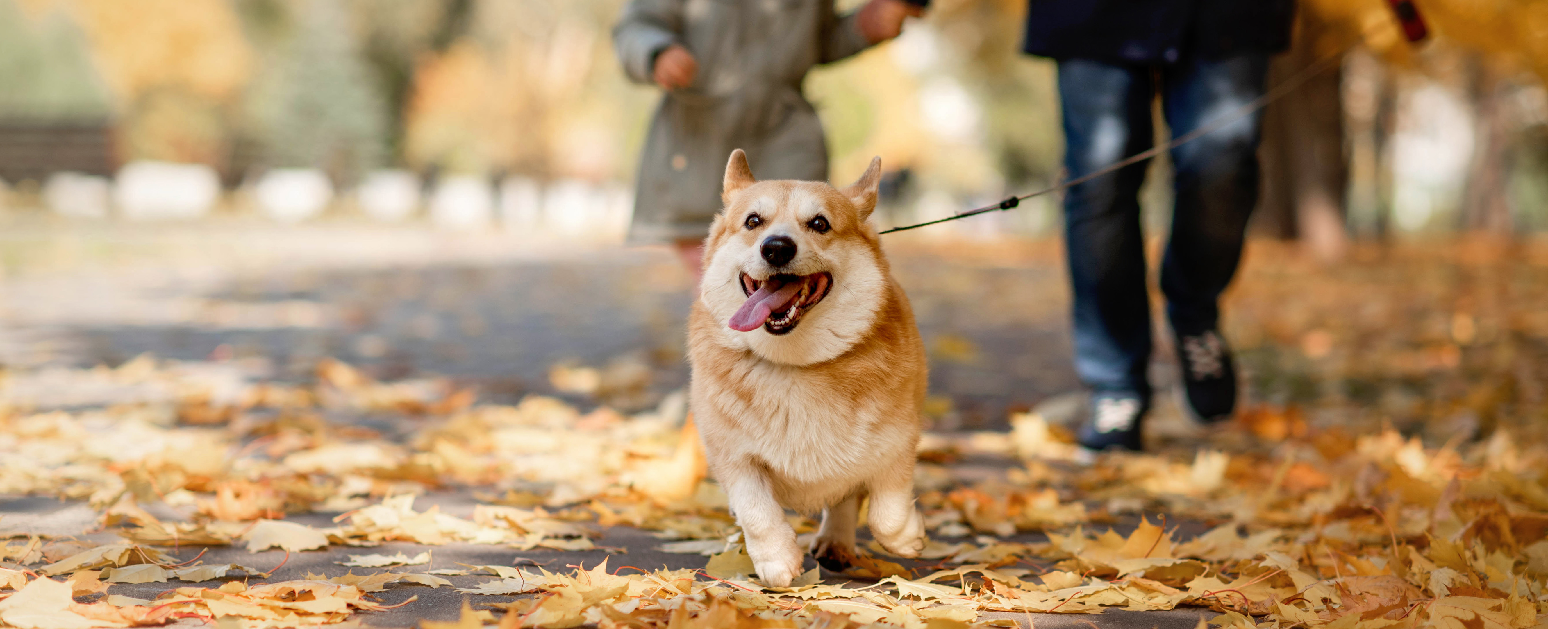 Hund på tur